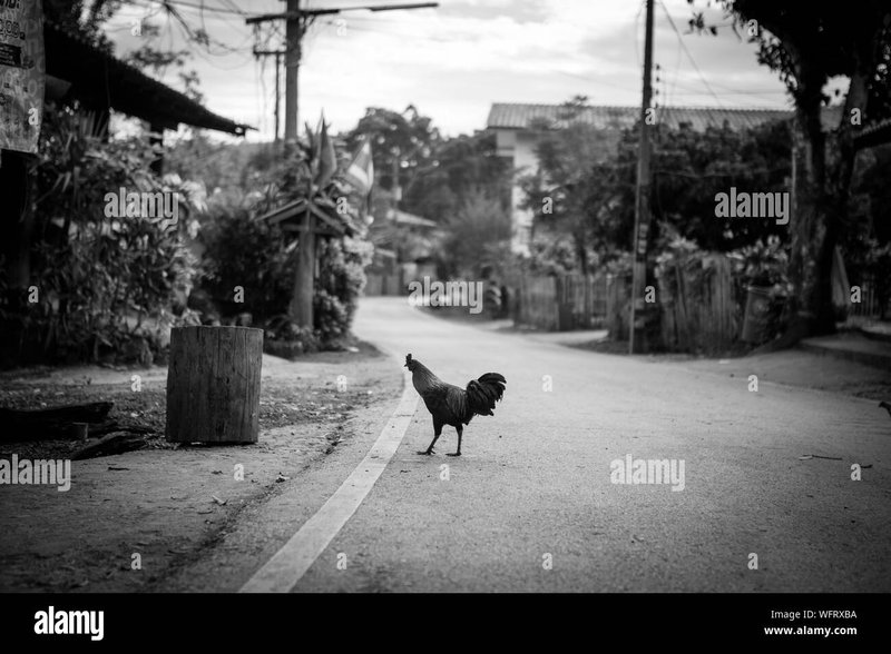 Explore chicken road