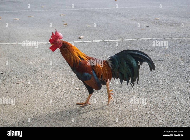 Découvrez le Jeu de Casino Populaire Chicken Road sur Internet - aperçu